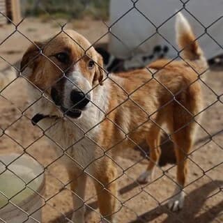 Άspa (Άσπα), female 3yo Mixed Breed for adoption at Dogs Voice, Athens
