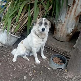 Άrtemis (Άρτεμις), female 3yo Mixed Breed for adoption at Dogs Voice, Athens