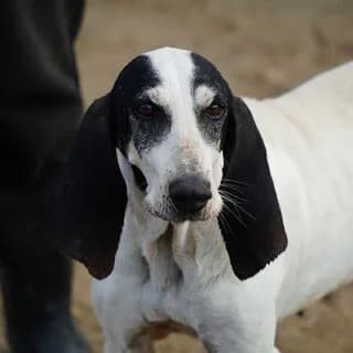 Agapi (Αγάπη), female 3yo Mixed Breed for adoption at Dogs Voice, Athens