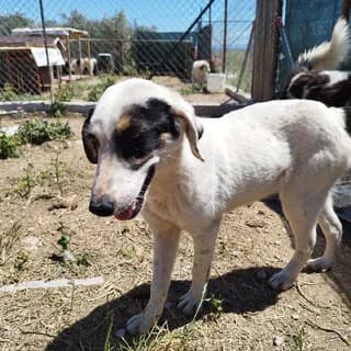 Elpida (Ελπίδα), female 3yo Mixed Breed for adoption at Dogs Voice, Athens