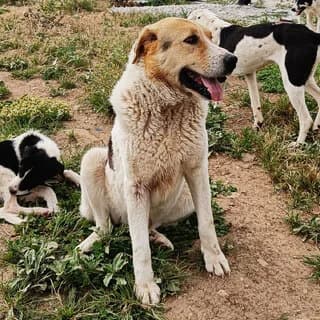 Dias (Δίας), male 7yo Mixed Breed for adoption at Dogs Voice, Athens