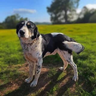 Maximos (Μάξιμος), male 3yo Mixed Breed for adoption at Dogs Voice, Athens