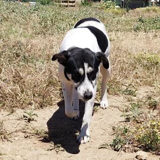 Loyna (Λούνα), female 3yo Mixed Breed for adoption at Dogs Voice, Athens