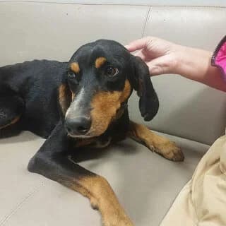 Loyis (Λούης), male 3yo Mixed Breed for adoption at Dogs Voice, Athens