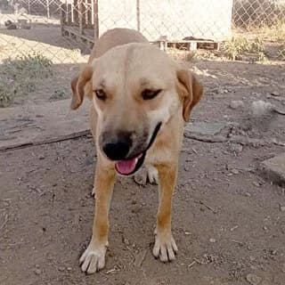 Meli (Μέλη), female 3yo Mixed Breed for adoption at Dogs Voice, Athens