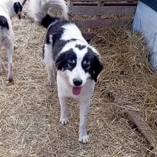 Pantelis (Παντελής), male 3yo Mixed Breed for adoption at Dogs Voice, Athens