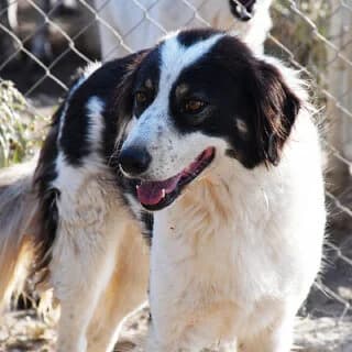 Pantelis (Παντελής), male 3yo Mixed Breed for adoption at Dogs Voice, Athens