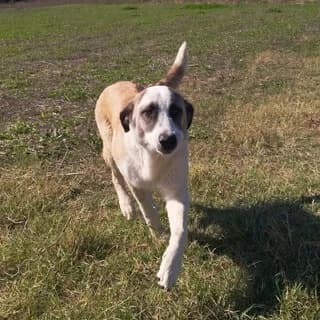 Tzoker (Τζόκερ), male young Mixed Breed for adoption at Dogs Voice, Athens
