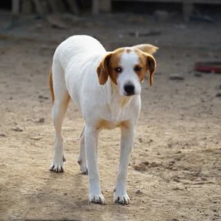 Foivos (Φοίβος), male 3yo Mixed Breed for adoption at Dogs Voice, Athens