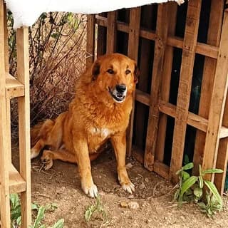 Viktoria (Βικτώρια), female 7yo Mixed Breed for adoption at Dogs Voice, Athens