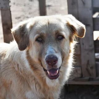 Leon (Λέων), male 3yo Mixed Breed for adoption at Dogs Voice, Athens
