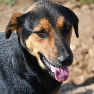 Goylf (Γουλφ), male 3yo Mixed Breed for adoption at Dogs Voice, Athens
