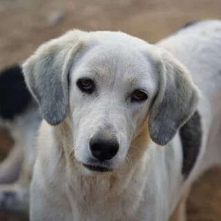 Ntaizy (Νταίζυ), female 3yo Mixed Breed for adoption at Dogs Voice, Athens
