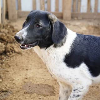 Viktor (Βίκτωρ), male young Mixed Breed for adoption at Dogs Voice, Athens