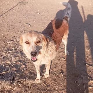 Vivian (Βίβιαν), female 7yo Mixed Breed for adoption at Dogs Voice, Athens