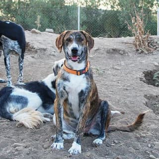 Klairi (Κλαίρη), female 3yo Mixed Breed for adoption at Dogs Voice, Athens