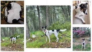 Άria (Άρια), female young Mixed Breed for adoption at Dogs Voice, Athens
