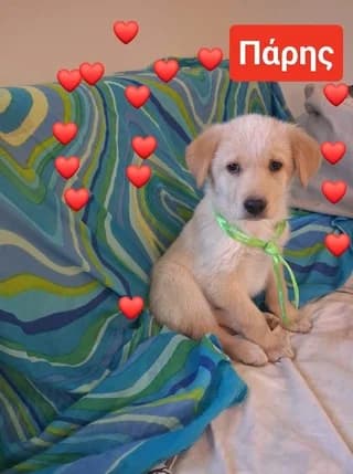 PARIS,2,5 MINON (ΠΑΡΗΣ,2,5 ΜΗΝΩΝ), male puppy Mixed Breed for adoption at Dogs Voice, Athens