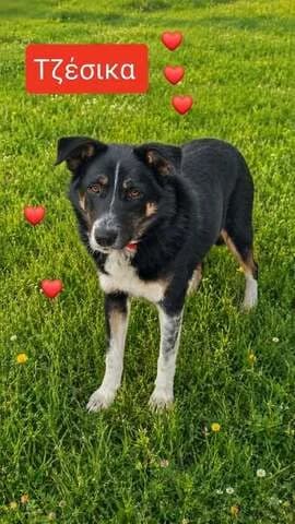 TZΈSIKA (ΤΖΈΣΙΚΑ), female puppy Mixed Breed for adoption at Dogs Voice, Athens