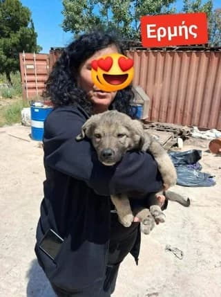 ERMIS 3 MINON (ΕΡΜΗΣ 3 ΜΗΝΩΝ), male puppy Mixed Breed for adoption at Dogs Voice, Athens