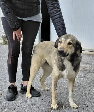 Vivian (Βίβιαν), female puppy Mixed Breed for adoption at Dogs Voice, Athens