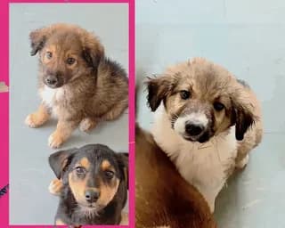3 mpempes (3 μπέμπες), female puppy Mixed Breed for adoption at Dogs Voice, Athens