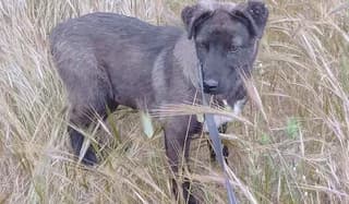 Bruna, female puppy Mixed Breed for adoption at Dogs Voice, Athens