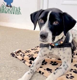 ❤️Ntylan❤️ (❤️Ντύλαν❤️), male young Mixed Breed for adoption at Dogs Voice, Athens