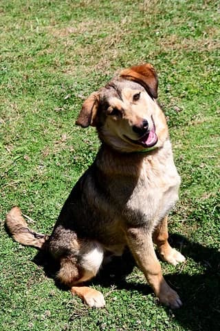 FOIVOS (ΦΟΙΒΟΣ), male puppy Mixed Breed for adoption at Dogs Voice, Athens
