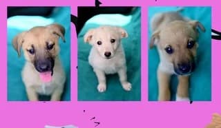 Lolita Karlota (Λολίτα Καρλοτα), female puppy Mixed Breed for adoption at Dogs Voice, Athens