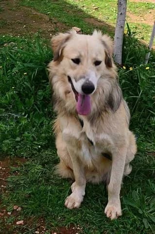 Όliver (Όλιβερ), male young Mixed Breed for adoption at Dogs Voice, Athens