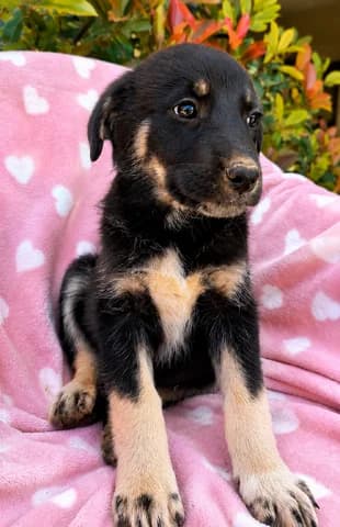 Suki, female puppy Mixed Breed for adoption at Dogs Voice, Athens