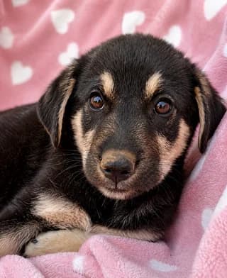 Maple, female puppy Mixed Breed for adoption at Dogs Voice, Athens