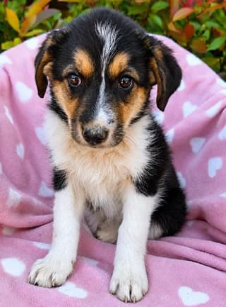 Lottie, female puppy Mixed Breed for adoption at Dogs Voice, Athens