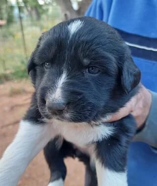 MAGIA (ΜΑΓΙΑ), female puppy Mixed Breed for adoption at Dogs Voice, Athens