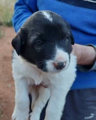 ARIS (ΑΡΗΣ), male puppy Mixed Breed for adoption at Dogs Voice, Athens