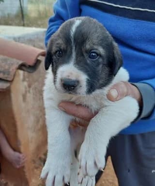 SIMPA (ΣΙΜΠΑ), male puppy Mixed Breed for adoption at Dogs Voice, Athens