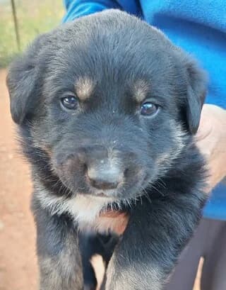 FOIVOS (ΦΟΙΒΟΣ), male puppy Mixed Breed for adoption at Dogs Voice, Athens
