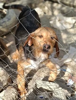 Leyterakis (Λευτεράκης), male puppy Mixed Breed for adoption at Dogs Voice, Athens