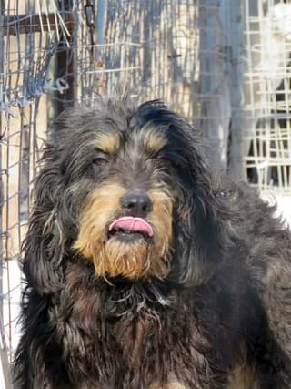 Rocky, male 3yo Mixed Breed for adoption at Dogs Voice, Athens