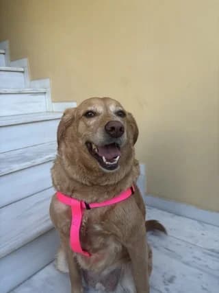 Lydia (Λυδία), female 7yo Mixed Breed for adoption at Dogs Voice, Athens