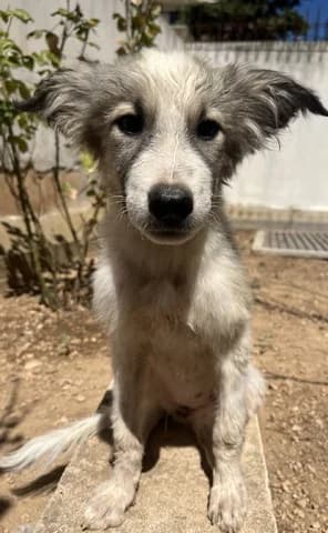 Andromachi (Ανδρομάχη), female puppy Mixed Breed for adoption at Dogs Voice, Athens