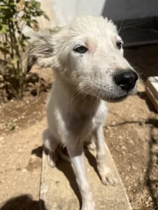 Niki (Νίκη), female puppy Mixed Breed for adoption at Dogs Voice, Athens