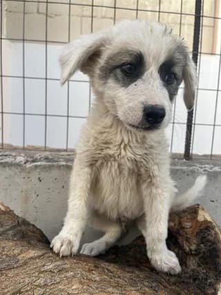 Aias (Αίας), male puppy Mixed Breed for adoption at Dogs Voice, Athens