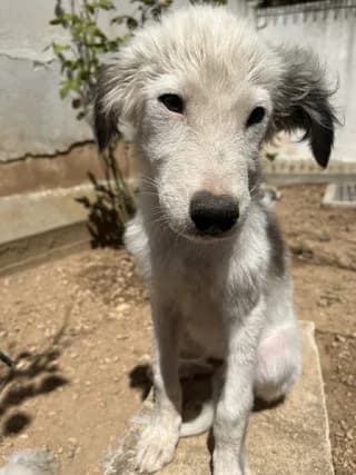 Orfeas (Ορφέας), male puppy Mixed Breed for adoption at Dogs Voice, Athens
