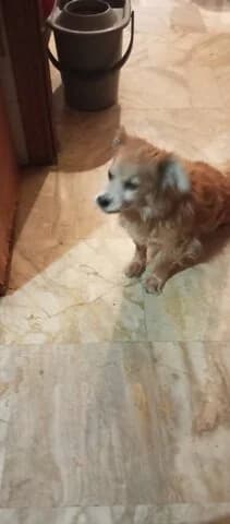 NTALI 5 KILA (NΤΑΛΙ 5 ΚΙΛΑ), male 7yo Mixed Breed for adoption at Dogs Voice, Athens