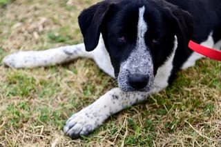 ZINA (ΖΗΝΑ), female puppy Mixed Breed for adoption at Dogs Voice, Athens