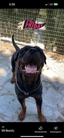 Drago, male 7yo Mixed Breed for adoption at Dogs Voice, Athens