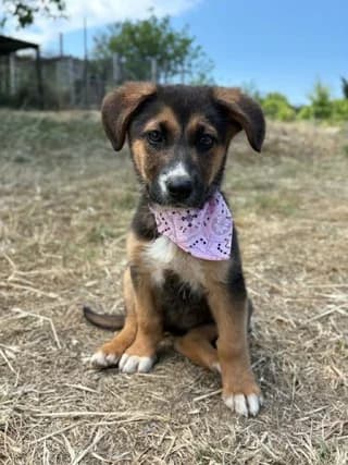 Merenda, female puppy Mixed Breed for adoption at Dogs Voice, Athens