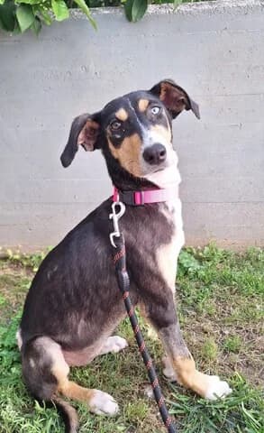 Lola (Λόλα), female puppy Mixed Breed for adoption at Dogs Voice, Athens